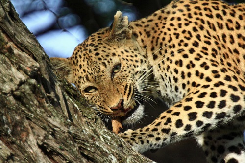 De parels van Botswana sfeerfoto